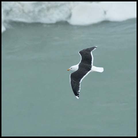 Great Black-backed Gull