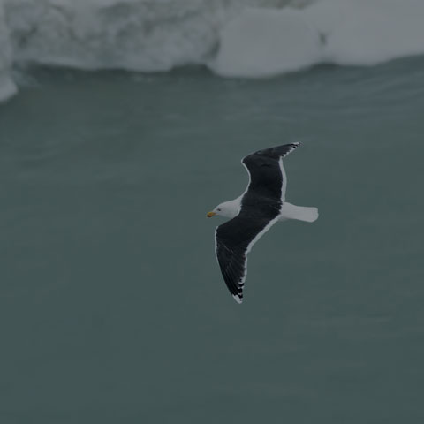 Great Black-backed Gull