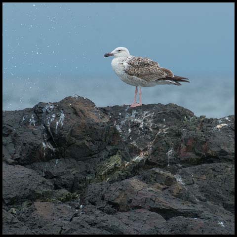 Great Black-backed Gull