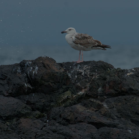 Great Black-backed Gull
