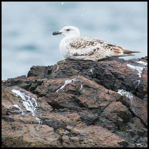 Great Black-backed Gull