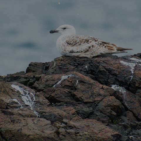 Great Black-backed Gull