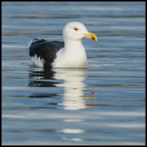 Great Black-backed Gull