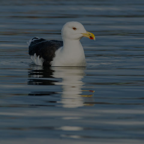 Great Black-backed Gull