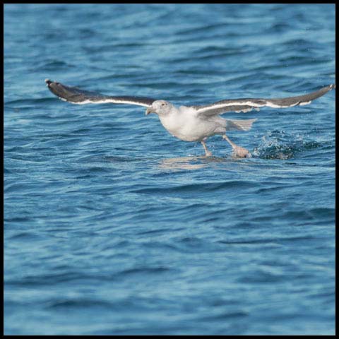 Great Black-backed Gull