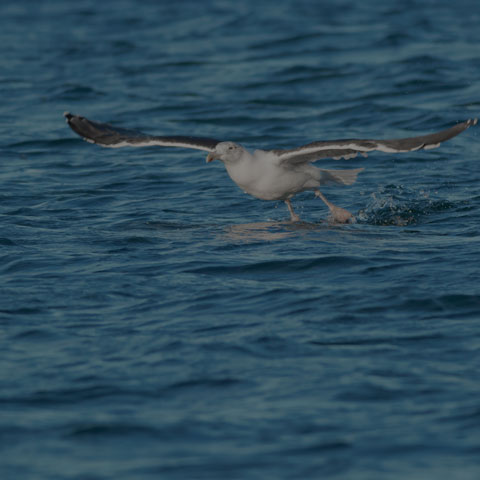 Great Black-backed Gull