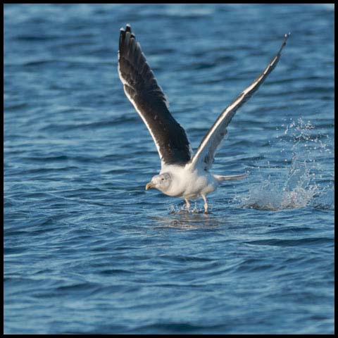Great Black-backed Gull