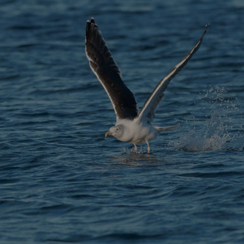 Great Black-backed Gull