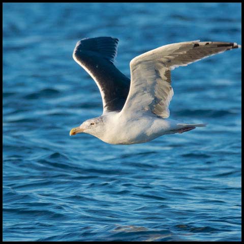 Great Black-backed Gull