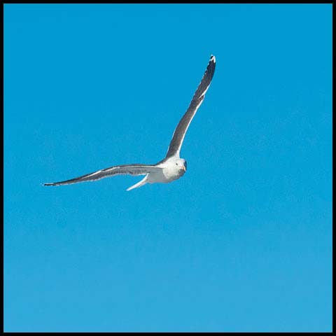 Great Black-backed Gull