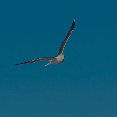 Great Black-backed Gull
