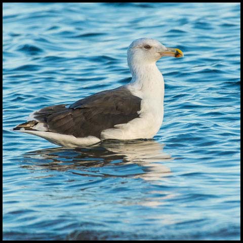 Great Black-backed Gull