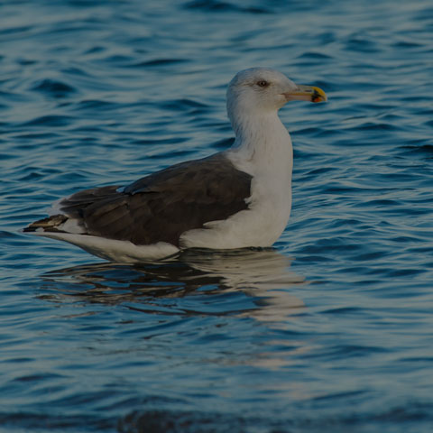 Great Black-backed Gull
