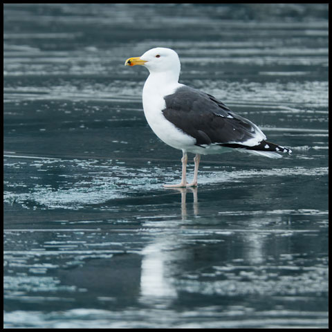 Great Black-backed Gull