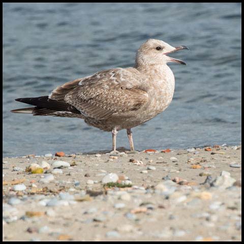 Herring Gull