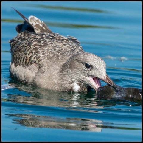 Herring Gull