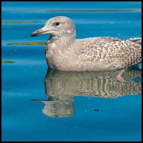 Herring Gull