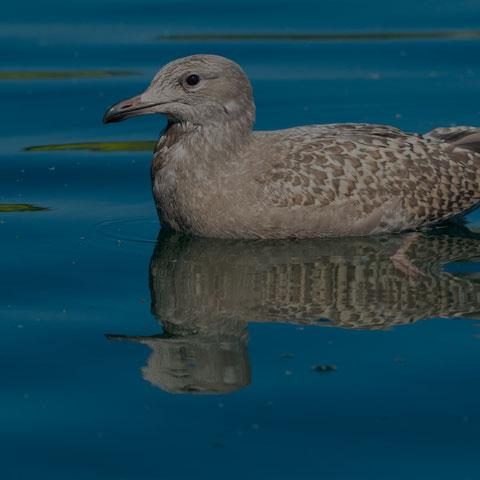 Herring Gull