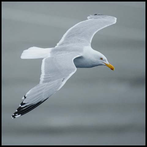 Herring Gull