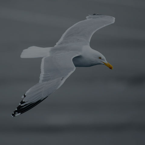 Herring Gull