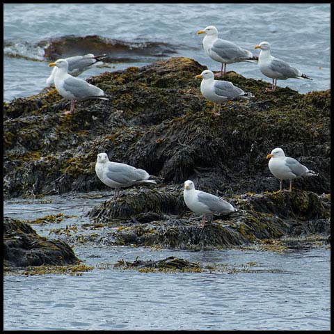 Herring Gull