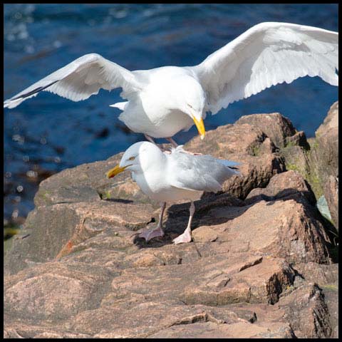 Herring Gull