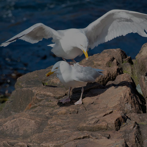 Herring Gull