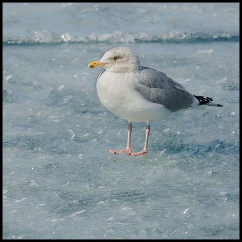 Herring Gull