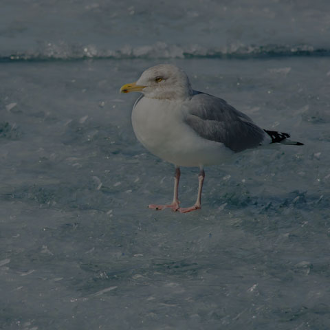 Herring Gull