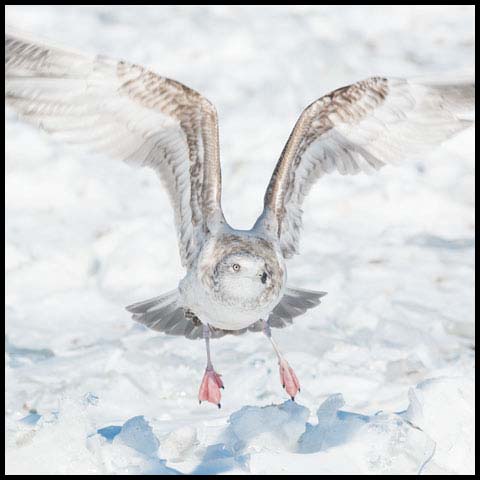 Herring Gull