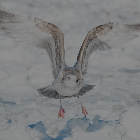 Herring Gull
