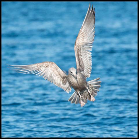 Herring Gull