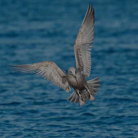 Herring Gull
