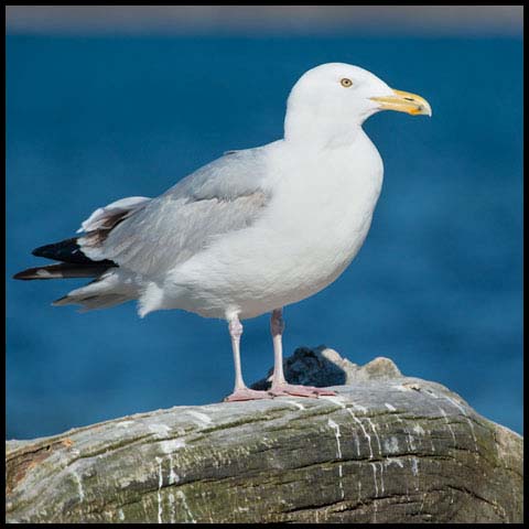 Herring Gull