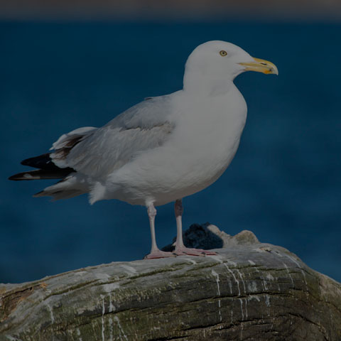 Herring Gull