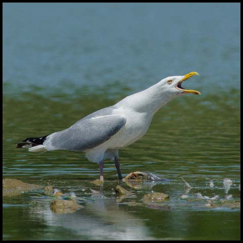 Herring Gull