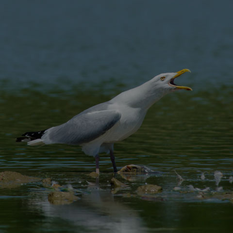 Herring Gull