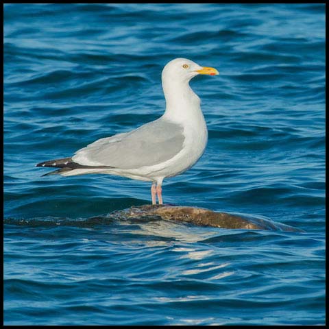 Herring Gull