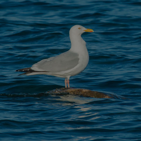 Herring Gull