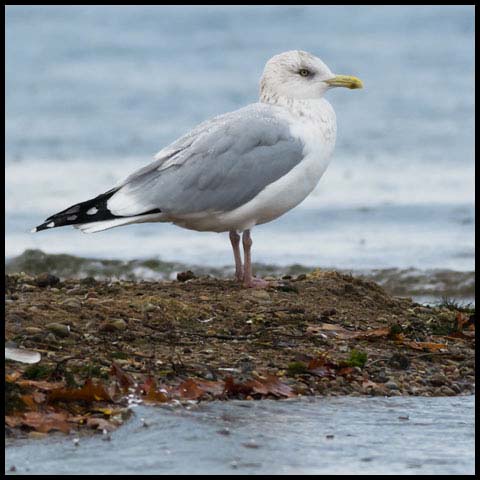 Herring Gull