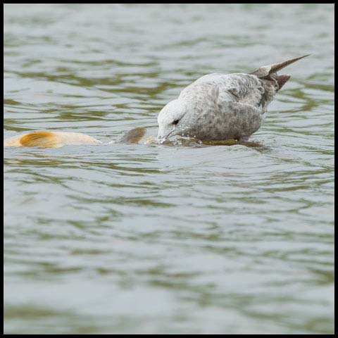 Herring Gull