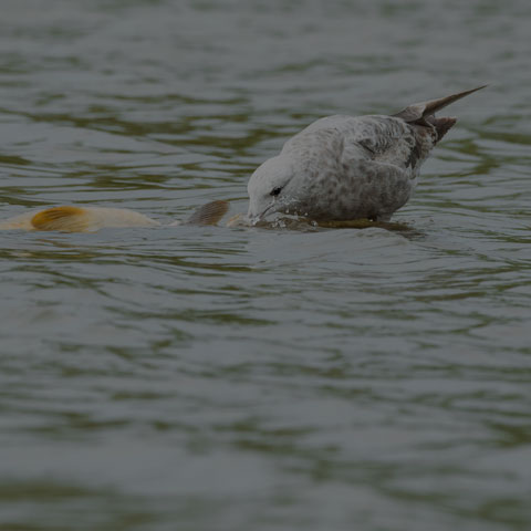 Herring Gull