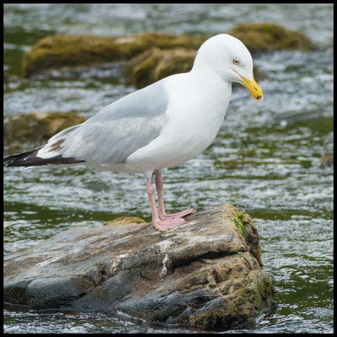 Herring Gull
