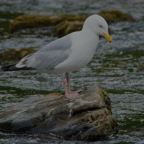 Herring Gull