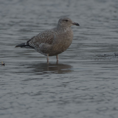 Herring Gull