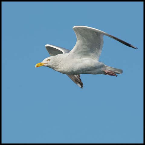 Herring Gull
