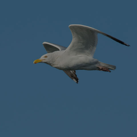 Herring Gull
