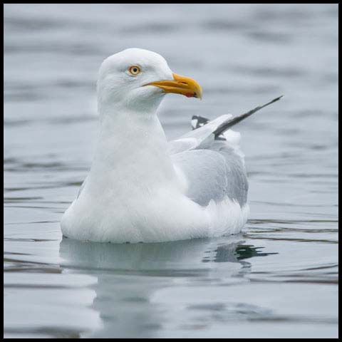 Herring Gull