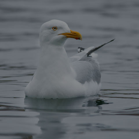 Herring Gull