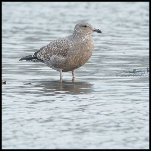 Herring Gull